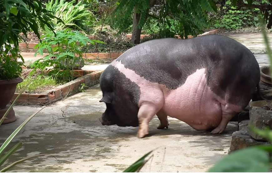 Câu chuyện về 1 người phụ nữ ở Đồng Nai nuôi một chú heo nặng tới 200kg khiến nhiều người vô cùng tò mò. Thay vì nuôi heo trong chuồng như những gia đình khác, bà Liên để chú heo này thoải mái đi lại trong ngôi nhà của mình, thích nằm ở đâu thì nằm. Bà Liên gọi heo bằng tên Ụt, xưng mẹ.