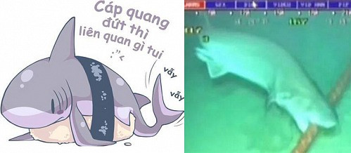 Những chú cá mập vẫn một mực kêu oan.