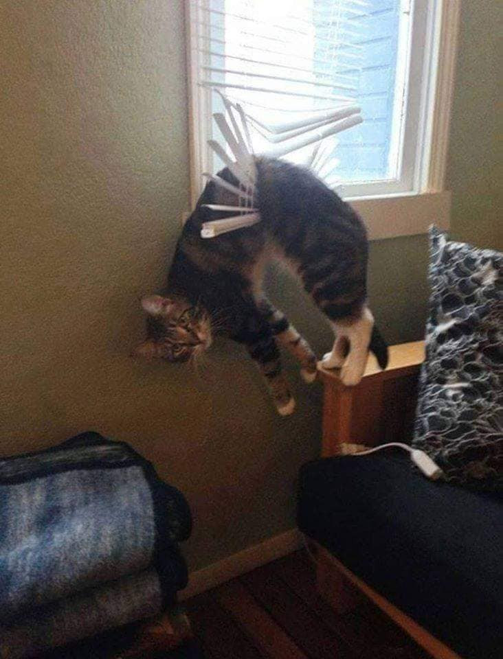 Chỉ là tai nạn thôi...