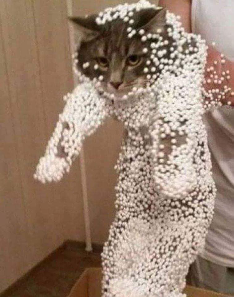 Chú mèo báo thủ đây rồi.