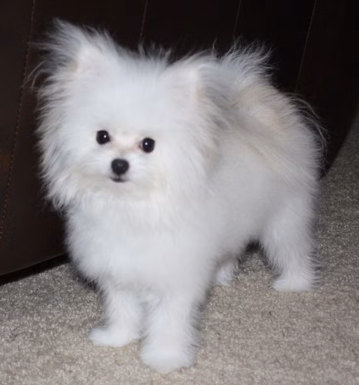Maltipom là một giống chó lai giữa dòng Maltese và dòng Pomeranian thuần chủng. Maltipom là một giống chó đặc biệt, không gây dị ứng, là một lựa chọn tốt cho những người thích nuôi chó nhưng bị dị ứng. Trọng lượng trung bình khoảng 2,7kg, trọng lượng tối đa khoảng 3,6kg.