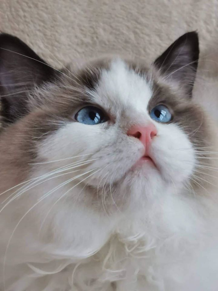 Từ lâu, Linh Ngọc Đàm đã nổi tiếng sở hữu dàn mèo Tây cực khủng, bất kỳ dân nghiện mèo nào cũng phải trầm trồ.