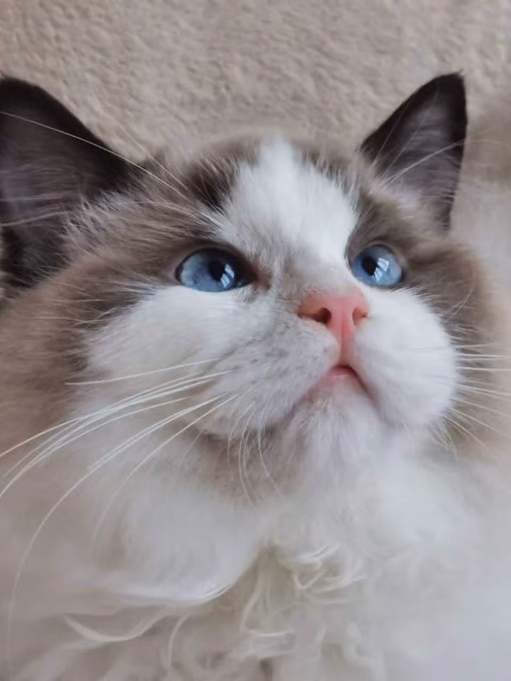 Từ lâu, Linh Ngọc Đàm đã nổi tiếng sở hữu dàn mèo Tây cực khủng, bất kỳ dân nghiện mèo nào cũng phải trầm trồ.