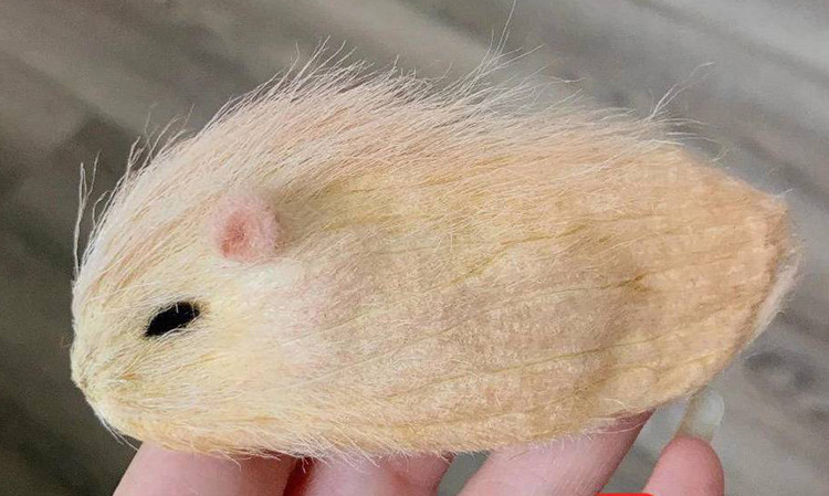 Bên cạnh đó, trào lưu nuôi "hạt xoài" làm thú cưng của giới trẻ Trung Quốc cũng từng khiến nhiều người rất ngạc nhiên.