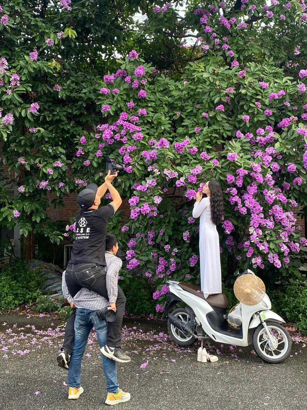 Bằng lăng là cây thân gỗ, tán cây thường khá cao, vì vậy khi chụp ảnh các chị em thường chụp những tán hoa thấp, đôi khi còn phải đứng lên cả xe máy.