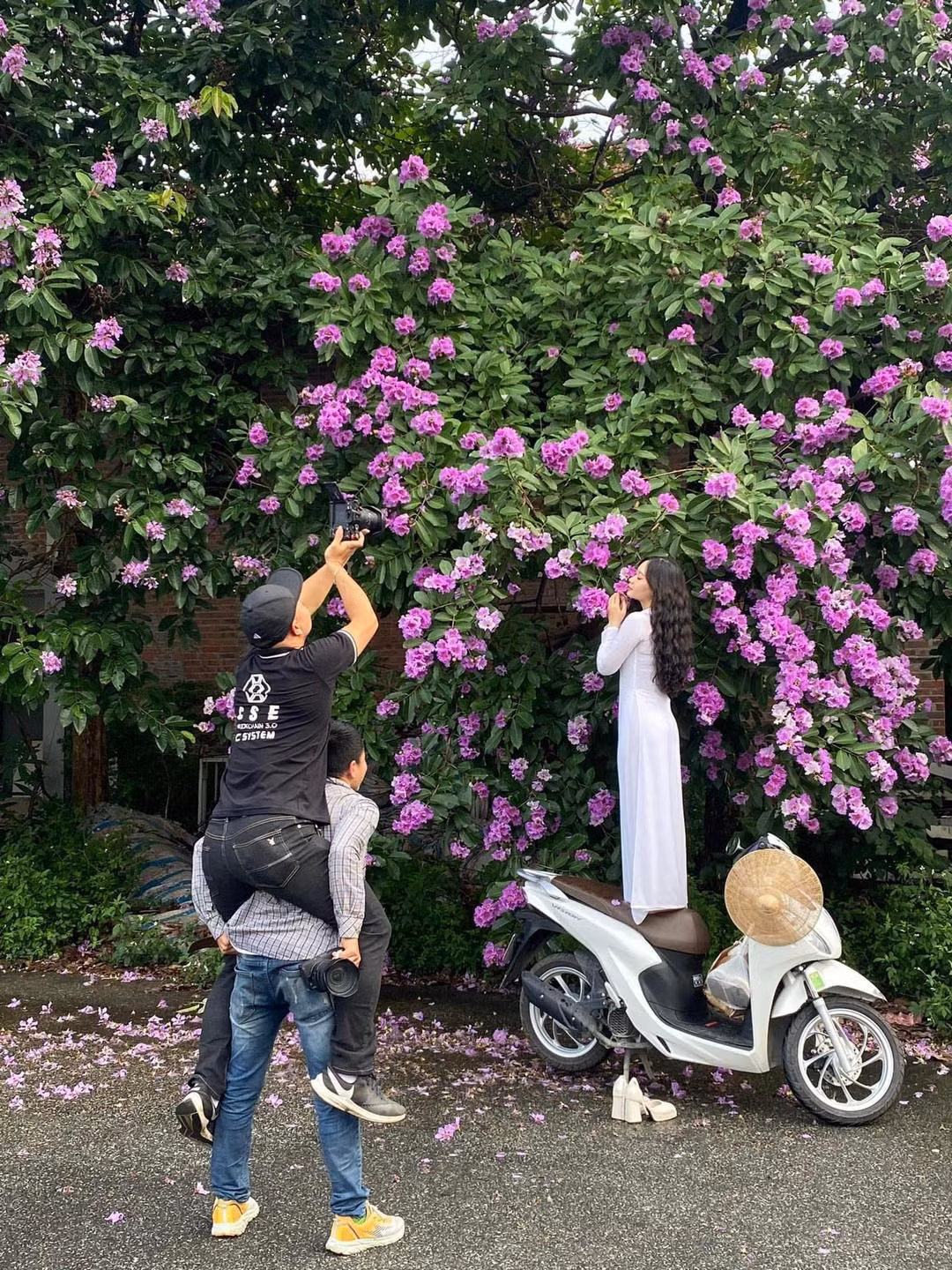 Bằng lăng là cây thân gỗ, tán cây thường khá cao, vì vậy khi chụp ảnh các chị em thường chụp những tán hoa thấp, đôi khi còn phải đứng lên cả xe máy.