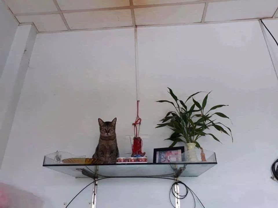 Ban thờ hôm nay có thêm mèo thần tài, thế nhưng chú mèo thần tài này mặt mũi không được thân thiện cho lắm.