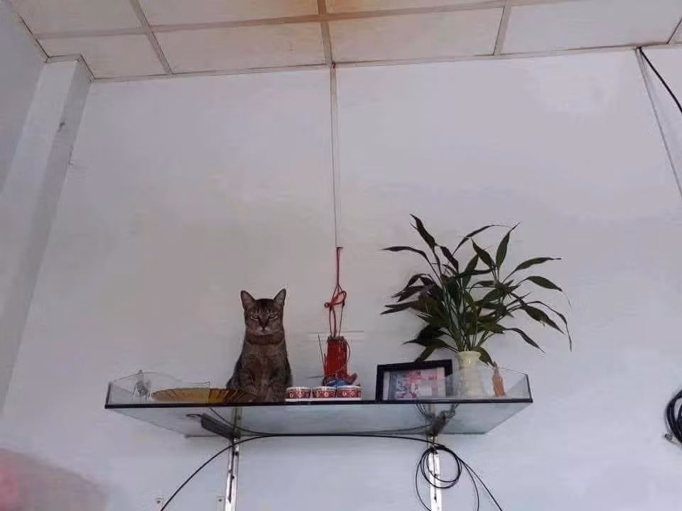 Ban thờ hôm nay có thêm mèo thần tài, thế nhưng chú mèo thần tài này mặt mũi không được thân thiện cho lắm.