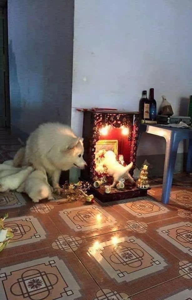 Con phá mẹ trông...