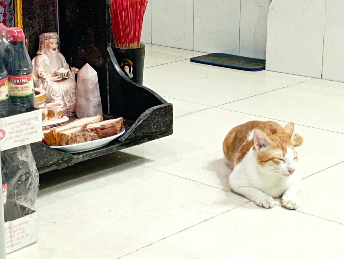 "Nhìn gì sen, t đã làm gì đâu" - Quàng Thượng meo meo nói.