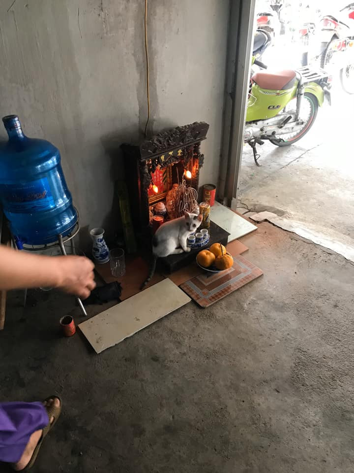 Nhìn ánh mắt vô tội của chú mèo con, không biết chủ nhân sẽ có cảm giác như thế nào.