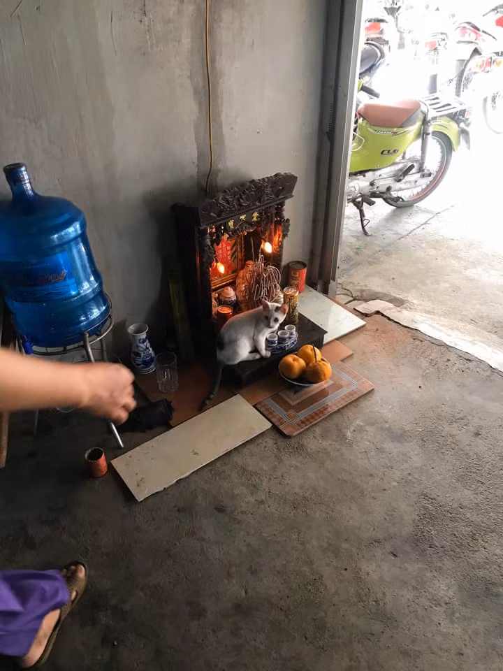 Nhìn ánh mắt vô tội của chú mèo con, không biết chủ nhân sẽ có cảm giác như thế nào.