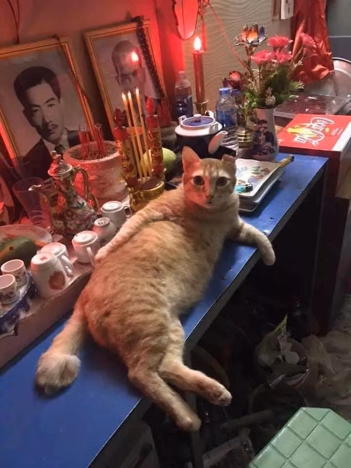 Bất lực với loạt ảnh chó mèo báo đời ngồi lên cả bàn thờ Bat luc voi loat anh cho meo bao doi ngoi len ca ban tho