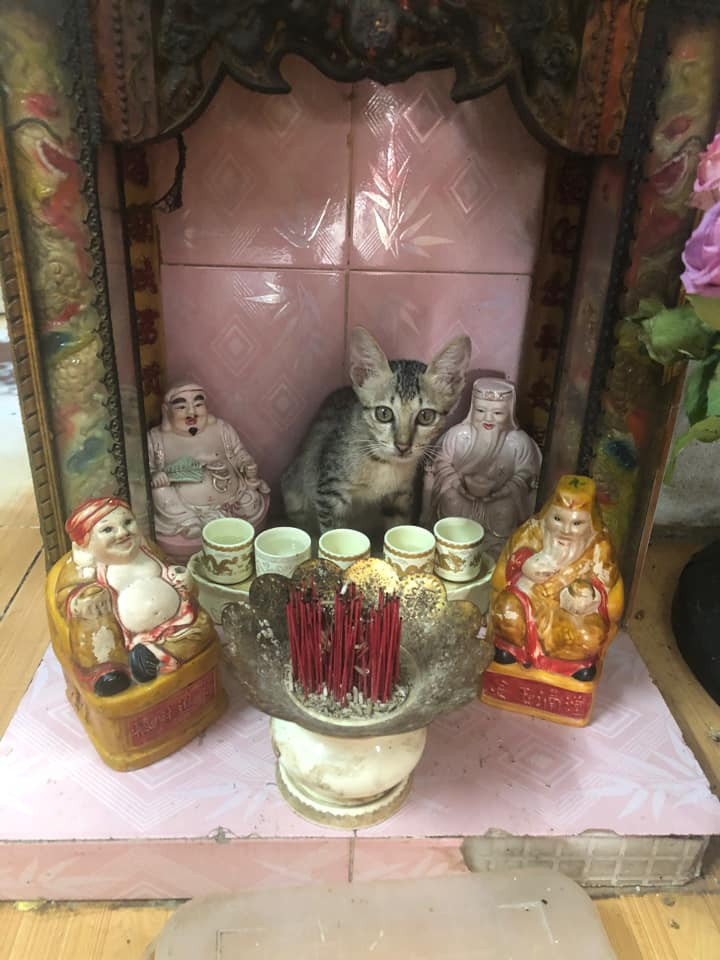 Ban thờ thần tài hôm nay có thêm ông thần nào lạ lạ...