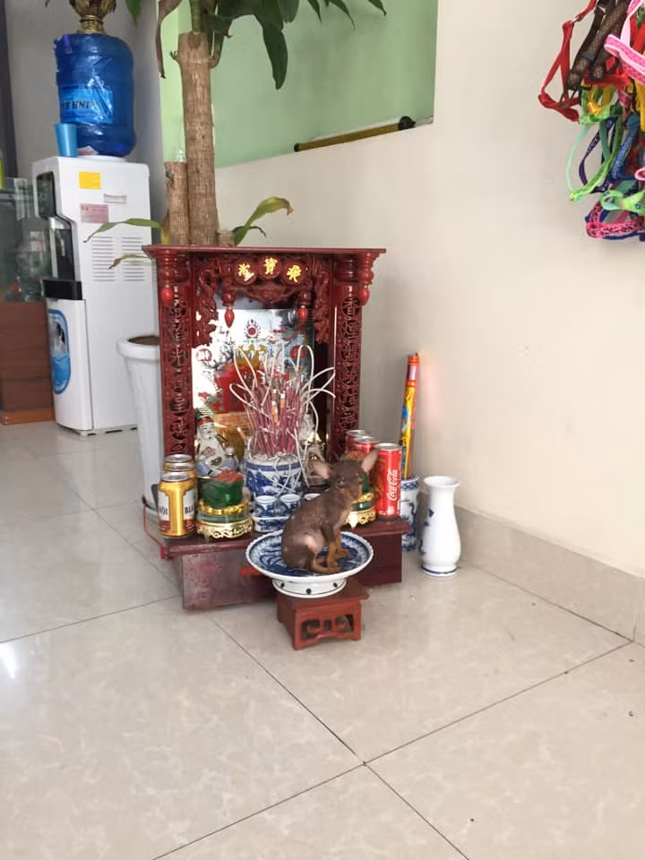 Mâm ngũ quả "gâu gâu".