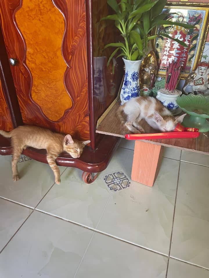 Mỗi đứa một góc ngủ ngon lành.