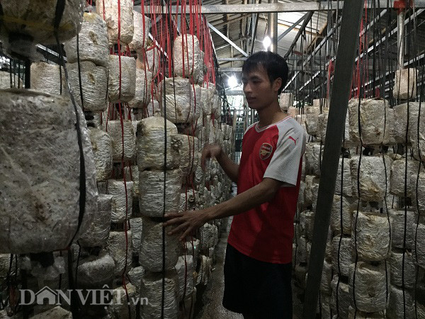 Son La: Thu gan 10 trieu dong moi ngay tu trong cay nhin nhu nhu da-Hinh-2