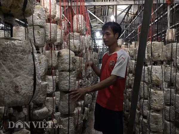 Son La: Thu gan 10 trieu dong moi ngay tu trong cay nhin nhu nhu da-Hinh-2