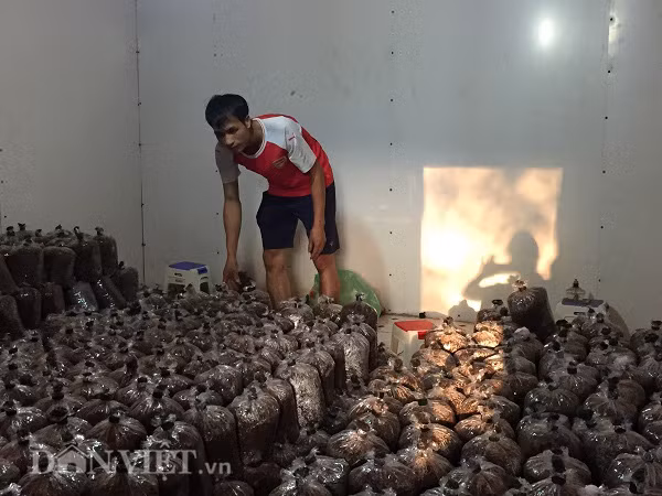 Son La: Thu gan 10 trieu dong moi ngay tu trong cay nhin nhu nhu da-Hinh-6