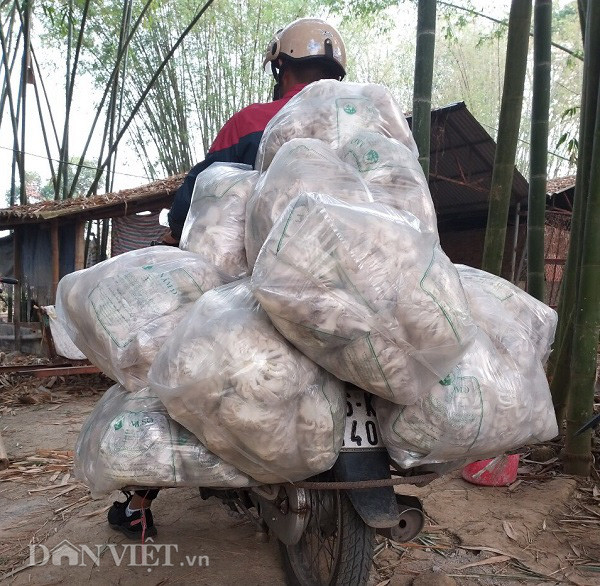 Son La: Thu gan 10 trieu dong moi ngay tu trong cay nhin nhu nhu da-Hinh-4