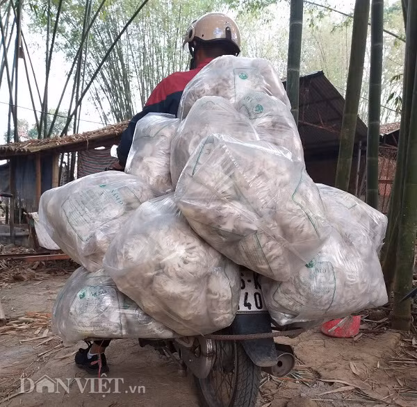 Son La: Thu gan 10 trieu dong moi ngay tu trong cay nhin nhu nhu da-Hinh-4