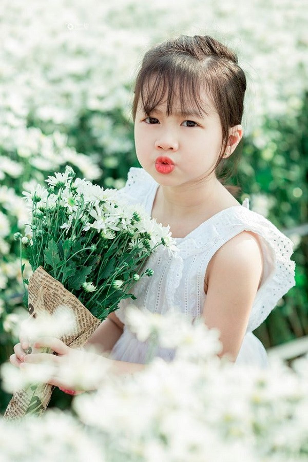 Không thể phủ nhận hoa cúc hoạ mi mỏng manh, trong sáng, nhỏ bé và dễ thương y hệt các thiên thần nhỏ.