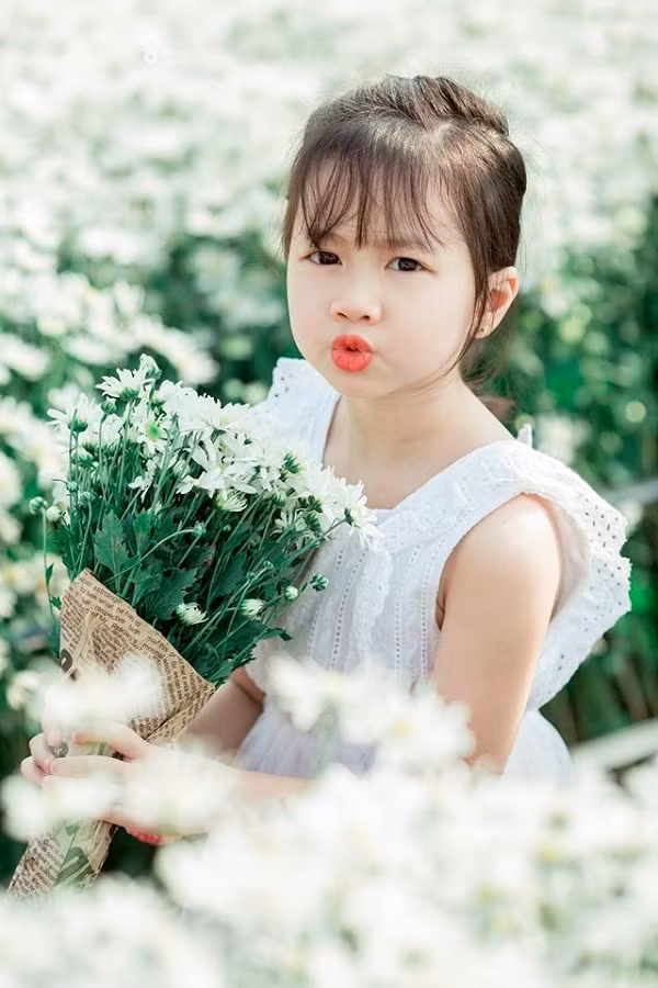 Không thể phủ nhận hoa cúc hoạ mi mỏng manh, trong sáng, nhỏ bé và dễ thương y hệt các thiên thần nhỏ.