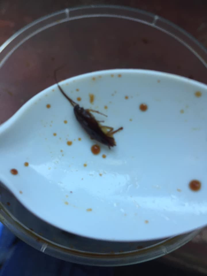 Bat chao ech Singapore xuat hien sinh vat la khien CDM hai hung-Hinh-2