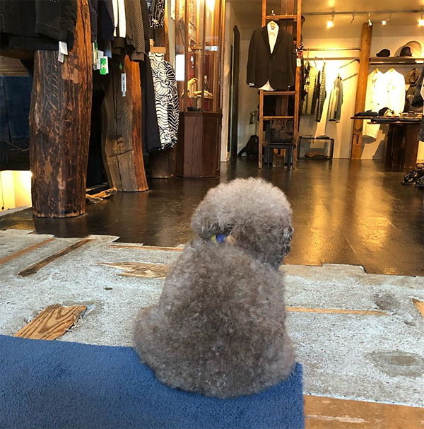 Sở hữu thân hình hơi mập ú cùng lớp lông dày xoăn tít, chú chó nổi tiếng này gây chú ý với vẻ ngoài xinh xắn, đáng yêu nhờ đôi mắt tròn xoe cùng gương mặt ngắn cũn.