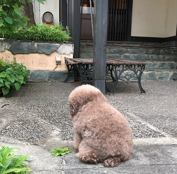 Chú chó Kokoro có sở thích ngồi bệt chân sau. Thế nhưng, thân hình mũm mĩm và bộ lông xù đặc trưng khiến dáng ngồi của nó trông thật hài hước.