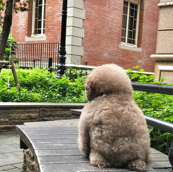 Thậm chí, nhiều người không biết còn tưởng cô chó bị làm sao nhưng thực ra đây là dáng ngồi thương hiệu của Kokoro giúp nó nổi tiếng.