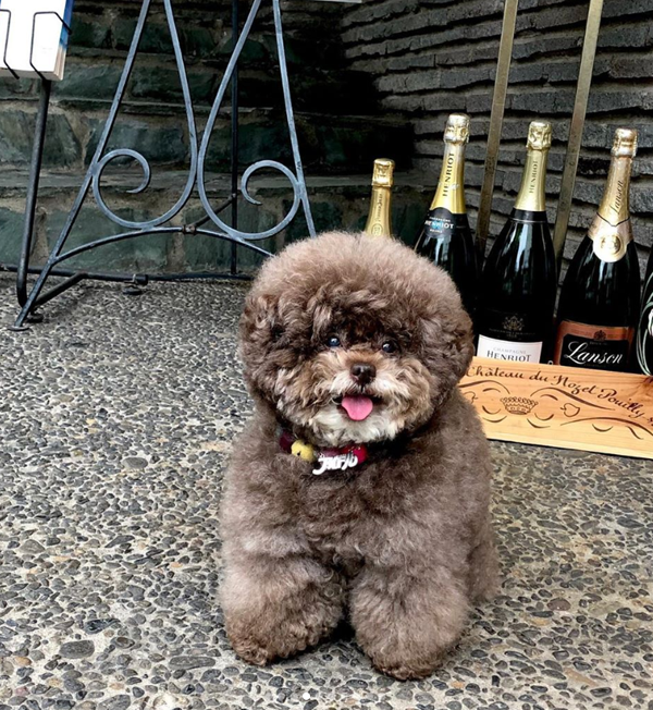 Nhìn những bức ảnh của Kokoro được chủ nhân chụp từ phía sau, ai nấy đều lầm tưởng là một cục bông di động.