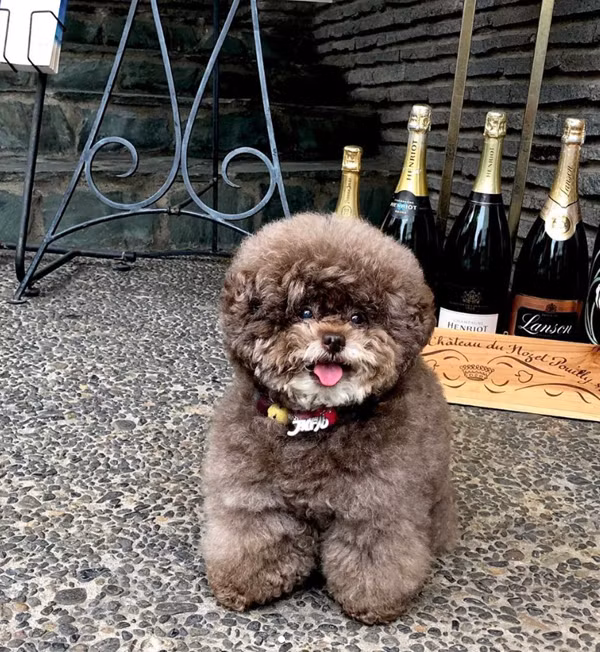 Nhìn những bức ảnh của Kokoro được chủ nhân chụp từ phía sau, ai nấy đều lầm tưởng là một cục bông di động.