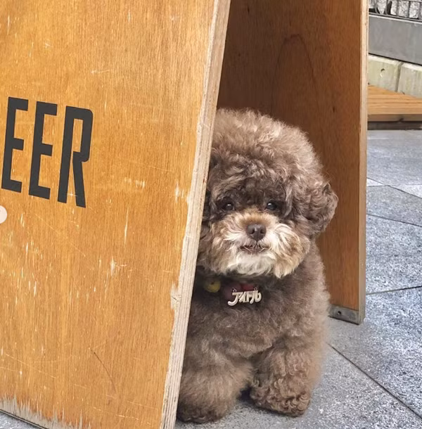 Hiện tại, Kokoro đang sở hữu trang Instagram riêng với hơn 98 nghìn lượt theo dõi.