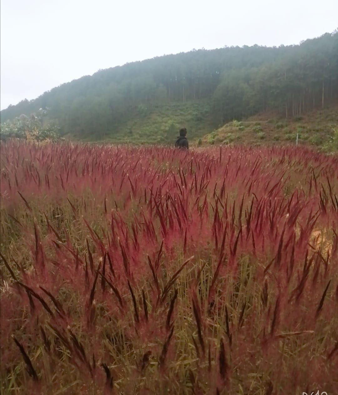 Theo một số dân nghiền du lịch Đà Lạt, check-in ở những đồi cỏ hồng thì đẹp miễn chê thế nhưng khi ra về, cỏ dính đầy lên áo rất khó gỡ ra nên các bạn phải chuẩn bị trước "tâm lý".