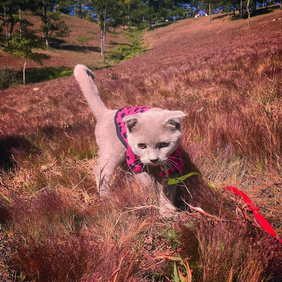 Những ngày đẹp trời, đồi cỏ hồng rực trong nắng vô cùng đẹp, tạo nên một khung cảnh riêng có của Đà Lạt.