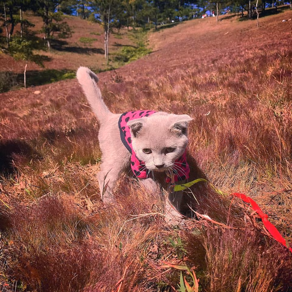 Những ngày đẹp trời, đồi cỏ hồng rực trong nắng vô cùng đẹp, tạo nên một khung cảnh riêng có của Đà Lạt.