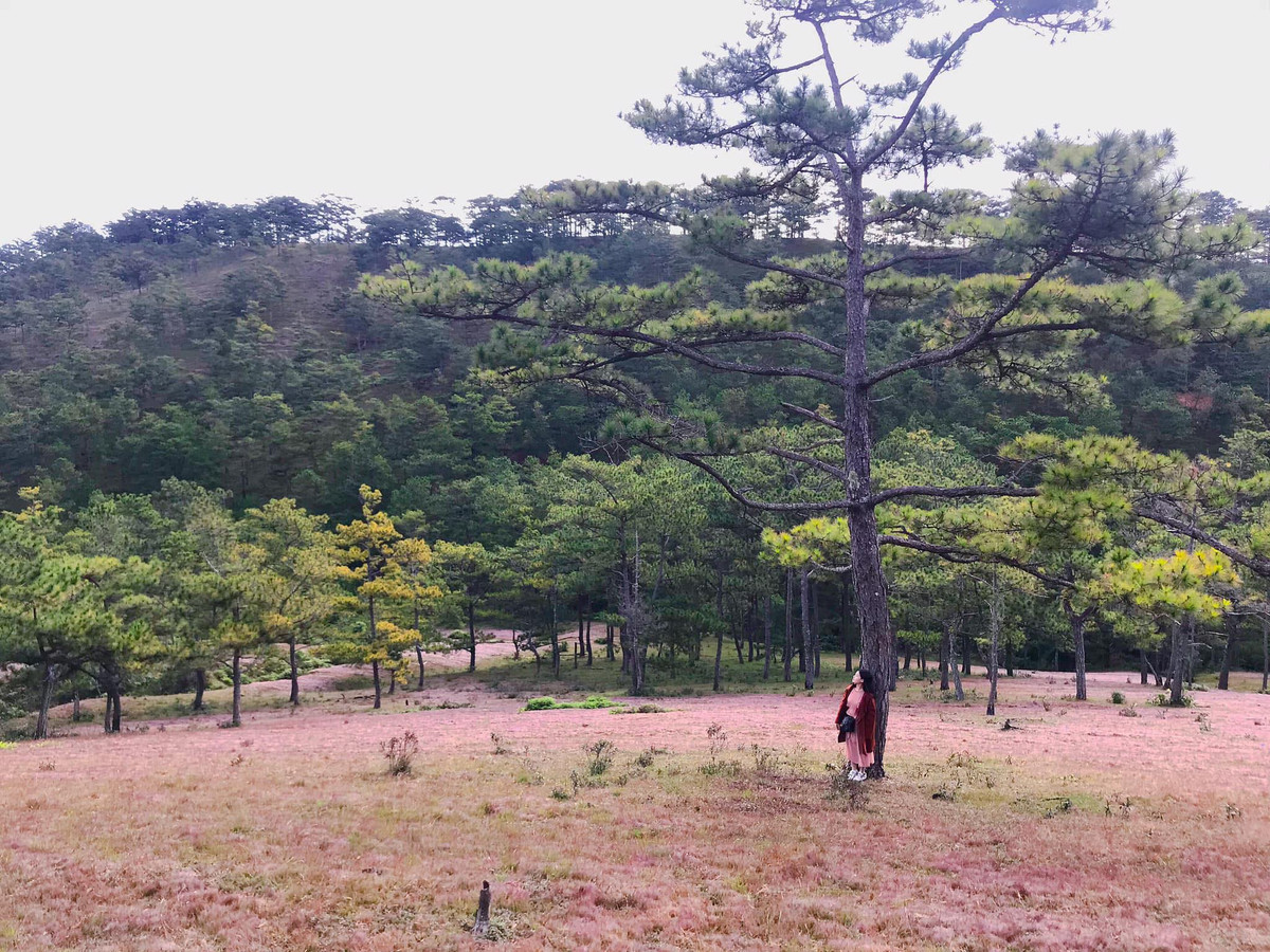 Với những người yêu du lịch Đà Lạt thì chắc chắn đây là thời điểm thích hợp nhất để tới đây bởi cỏ hồng đã vào mùa. Khắp sườn đồi thay vì màu xanh thì lại được phủ một lớp cỏ hồng như nhung tuyệt đẹp.