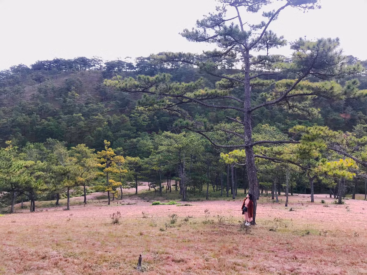 Với những người yêu du lịch Đà Lạt thì chắc chắn đây là thời điểm thích hợp nhất để tới đây bởi cỏ hồng đã vào mùa. Khắp sườn đồi thay vì màu xanh thì lại được phủ một lớp cỏ hồng như nhung tuyệt đẹp.