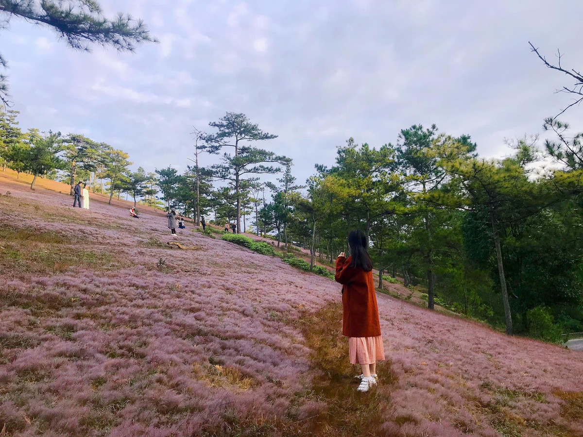 Thời điểm chụp cỏ hồng đẹp nhất là vào sáng sớm, khi những giọt sương còn đọng trên lá khiến thảm cỏ như những bông tuyết chưa tan. Khi nắng lên, cỏ lại trở lại màu hồng vốn có. Chính bởi vậy loài cỏ này có tên gọi khác là cỏ tuyết.