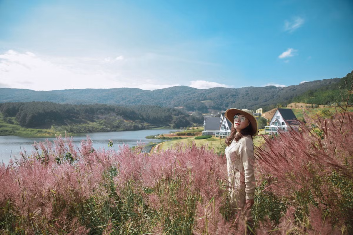 Cỏ hồng xuất hiện nhiều nơi ở Đà Lạt nhưng có hai địa điểm đẹp và rộng rãi nhất là khu vực thung lũng vàng và đồi cỏ khu vực cây cô đơn. Tuy nhiên đường đến đồi cỏ khu cây cô đơn hơi khó tìm, bù lại khung cảnh tại đây hoang sơ và mộng mơ cực kỳ.