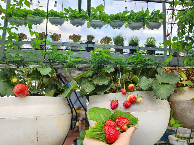 Màu xanh mướt mắt phủ kín sân thượng.