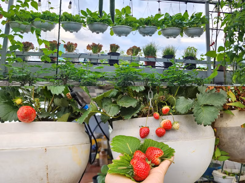 Màu xanh mướt mắt phủ kín sân thượng.