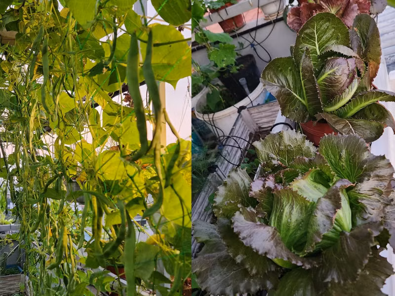 Không chỉ có thể tự cung cấp cho bữa ăn cả nhà, chị còn đem cho cả hàng xóm, người thân.