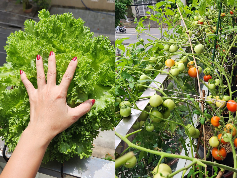 Trồng đủ các loại rau củ này giúp nhà chị không còn phải mua thực phẩm nữa.