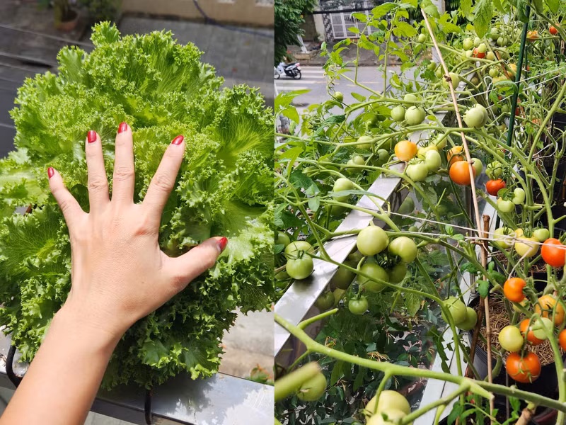 Trồng đủ các loại rau củ này giúp nhà chị không còn phải mua thực phẩm nữa.
