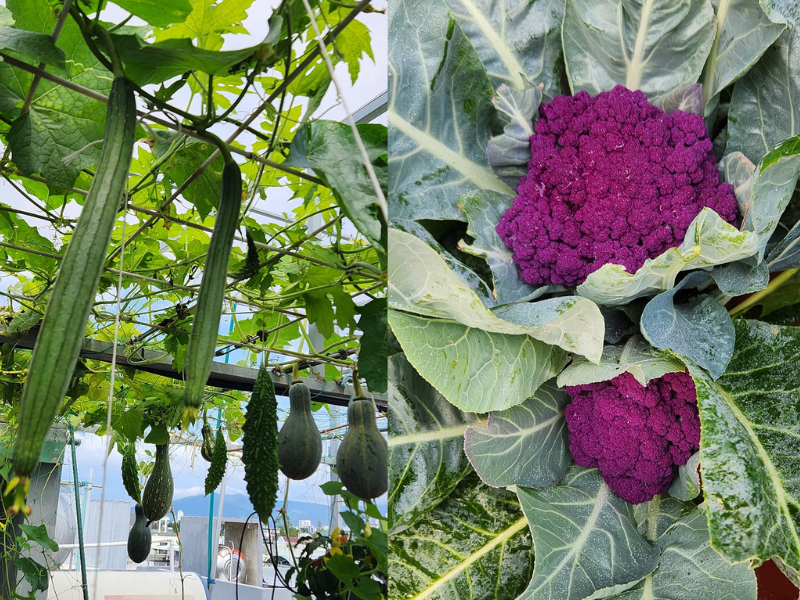 Ban đầu, việc trồng trọt này không được nhiều người ủng hộ lắm: "Nhớ ngày nào mọi người còn mỉa mai nói: "bé như này vác thế nào được đất lên đó mà làm"; "ôi dào, lại được vài hôm rồi bỏ ấy mà, rồi lúc đó lại thêm công vác đất xuống". Giờ không những em trồng kín sân thượng mà tràn xuống kín các ban công, hổng hiểu sao càng ngày em càng đam mê bộ môn cây cối này thế hông biết".