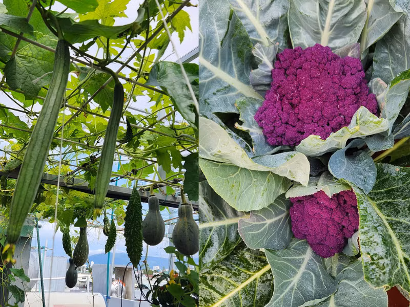 Ban đầu, việc trồng trọt này không được nhiều người ủng hộ lắm: "Nhớ ngày nào mọi người còn mỉa mai nói: "bé như này vác thế nào được đất lên đó mà làm"; "ôi dào, lại được vài hôm rồi bỏ ấy mà, rồi lúc đó lại thêm công vác đất xuống". Giờ không những em trồng kín sân thượng mà tràn xuống kín các ban công, hổng hiểu sao càng ngày em càng đam mê bộ môn cây cối này thế hông biết".