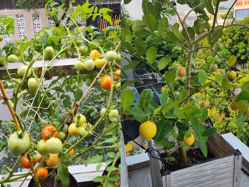 "Ban đầu em trồng cây đơn giản vì để có rau cung cấp cho đình bé nhỏ, thời gian lâu dần trở nên đam mê làm vườn lúc nào không hay." - Chị chia sẻ trong 1 bài đăng lên hội nhóm yêu bếp.