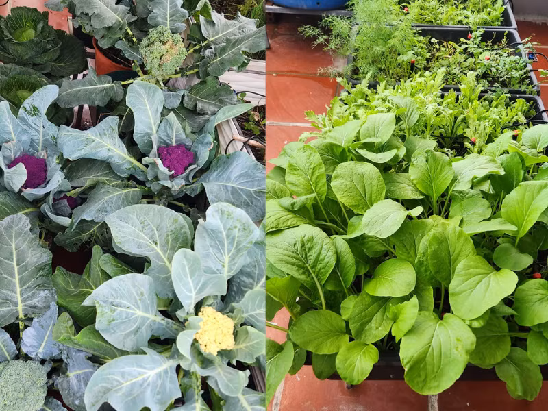 Đa dạng các loại rau củ.